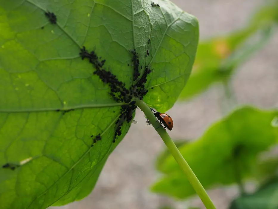 Mourning flies and other houseplant pests