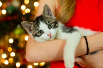 Pet needs for Christmas
