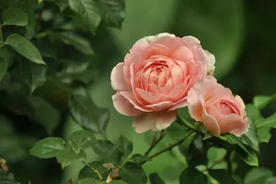 Planting and caring for roses