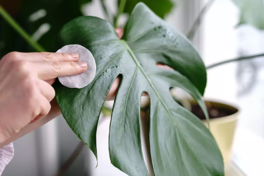 Questions about cleaning your houseplants