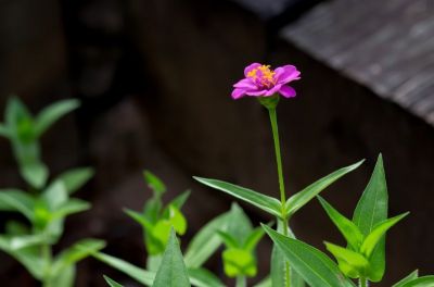 Sowing colourful annuals