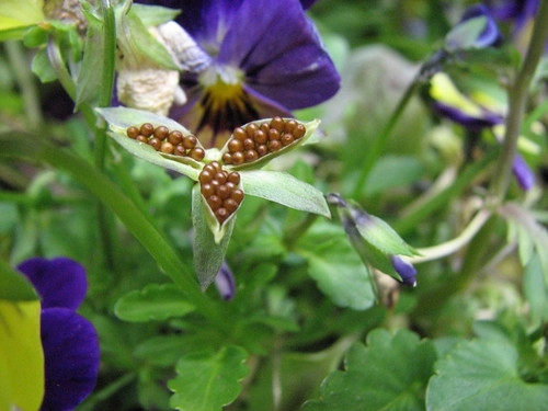 Sowing violet seed