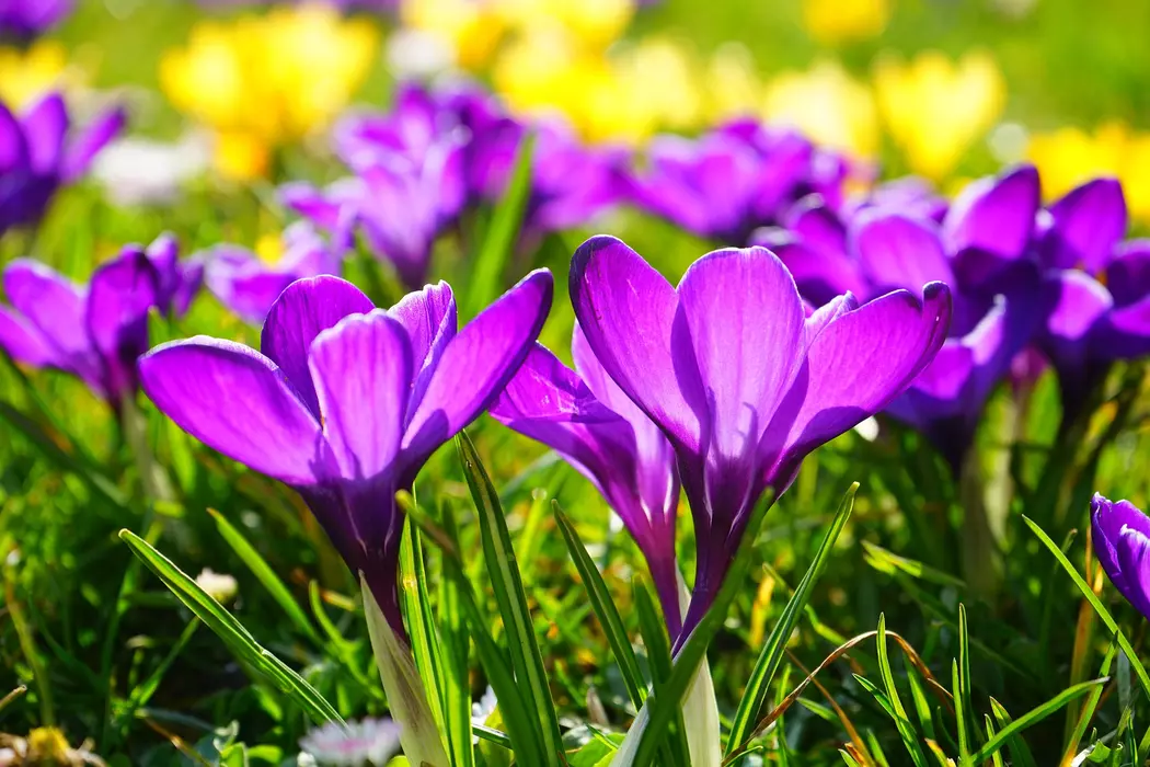 Spring-flowering bulbs you need to plant now