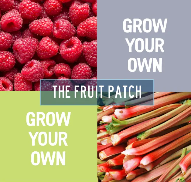 The Fruit Patch