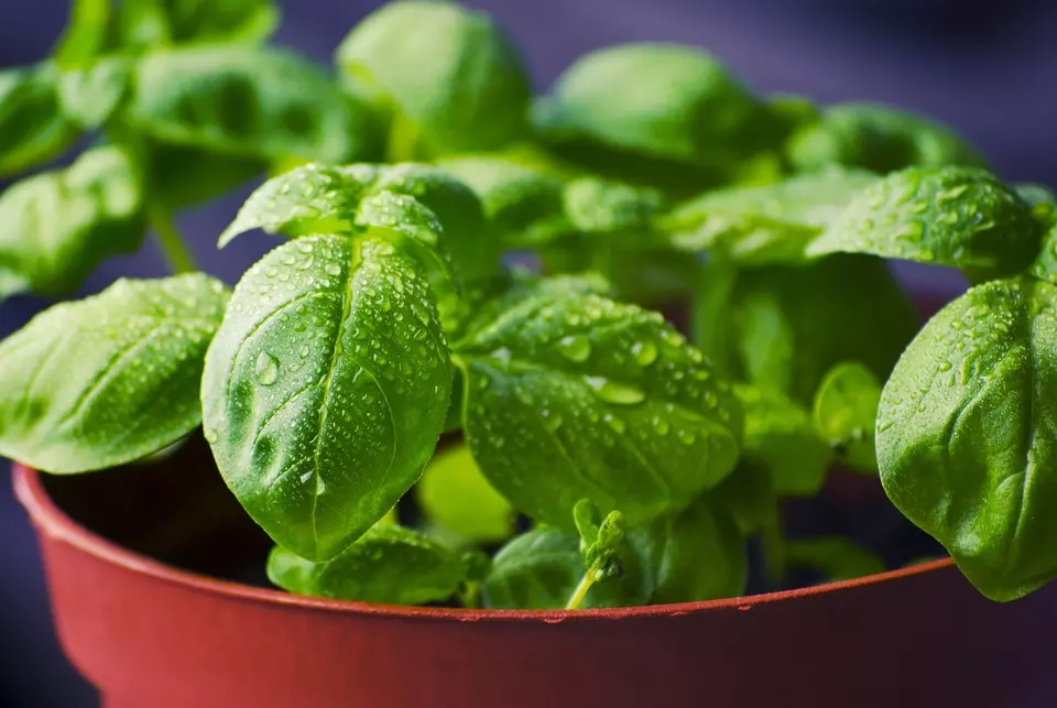 Top 5 herbs to grow this year