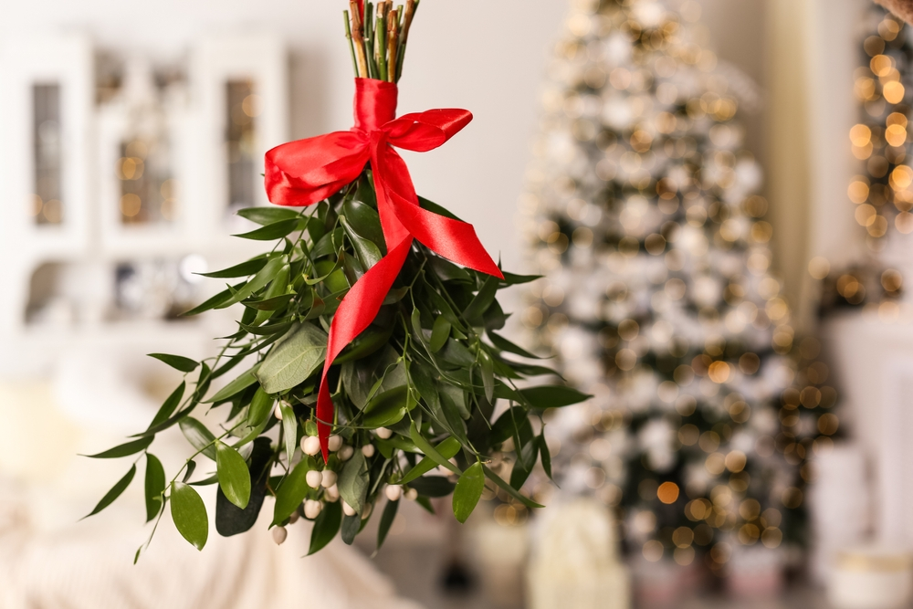 Top 5 indoor Christmas plants