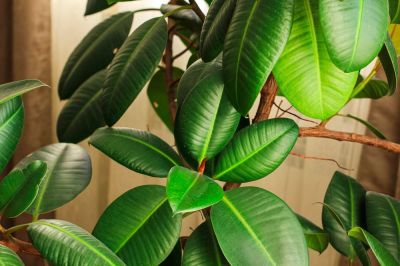 Top 6 big houseplants to substitute your Christmas tree