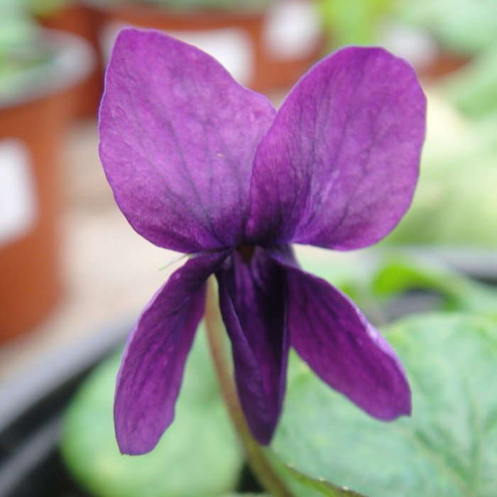 Violets - The Groves Collection