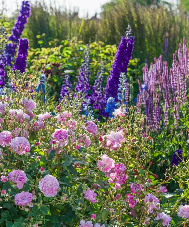 What to plant with roses