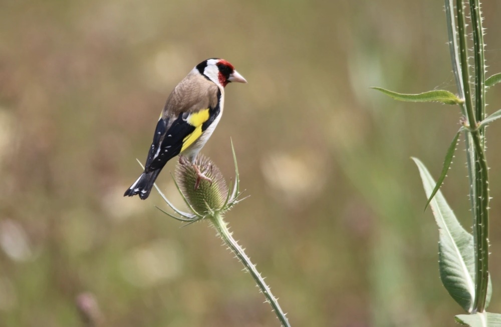 Why birds aren’t visiting your garden (and how to fix that)!