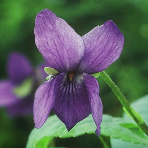 Ada Segre Odorata Violet