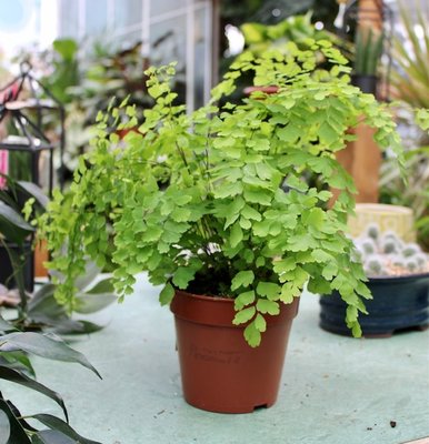 Adiantum Maidenhair Fern - Houseplant - image 2