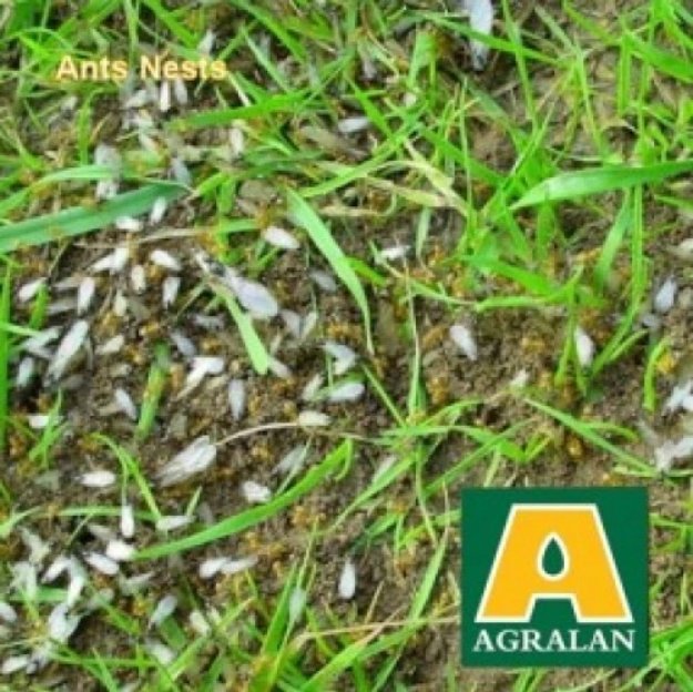Agralan Ant Nest Nematodes up to 60 nests (BC141)