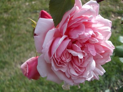 Rambling Rose Albertine