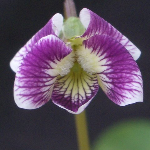 Alice Witter Sororia Violet