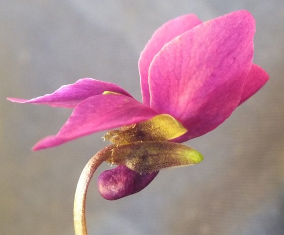 Amelia Violet Groves Stork Odorata Violet