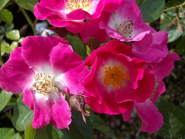 American Pillar Rambler Rose