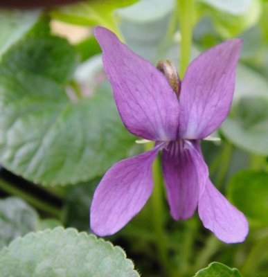 Amethyst Witch Odorata Violet