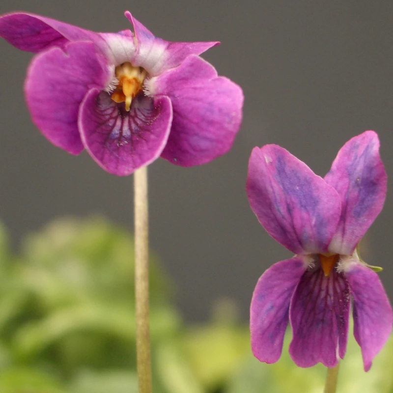 Amiral Avellan odorata Violet