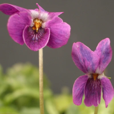 Amiral Avellan odorata Violet