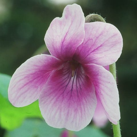 Annalesia Odorata Violet