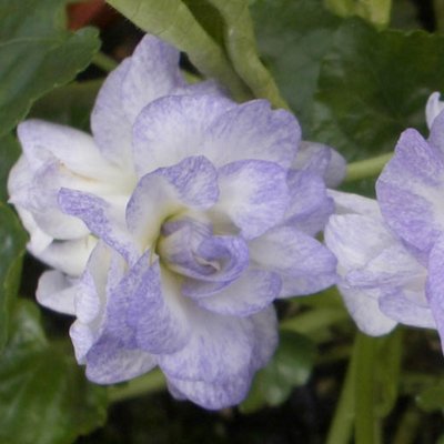 Ashvale Blue Parma Violet