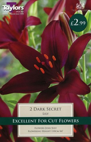 Asiatic Lily Dark Secret