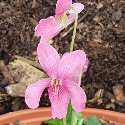 Aussie Annie odorata Violet