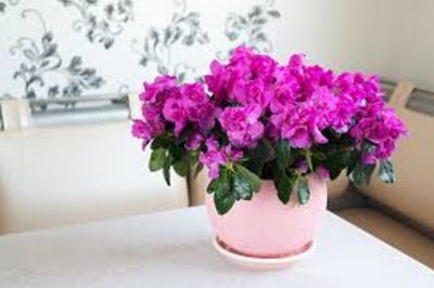 Azalea - Houseplant
