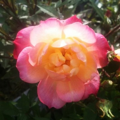 Baby Masquerade Patio Rose