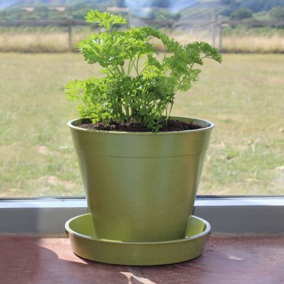 Bamboo Pot 6" sage x5
