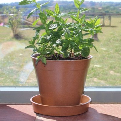 Bamboo Pot 6" terracotta x5