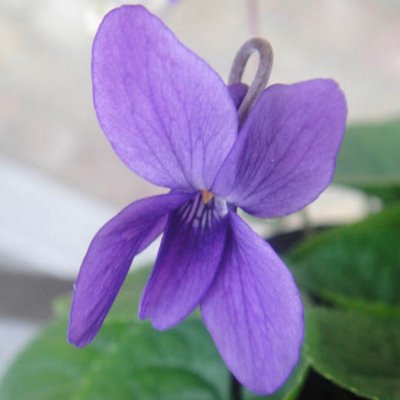 Baroness de Rothschild Odorata Violet