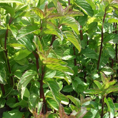 Basil Mint Herb 12cm