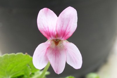 Becky Groves Odorata Violet