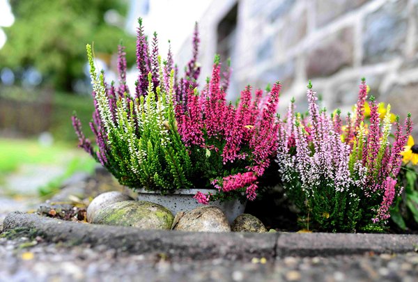 Bedding Plants