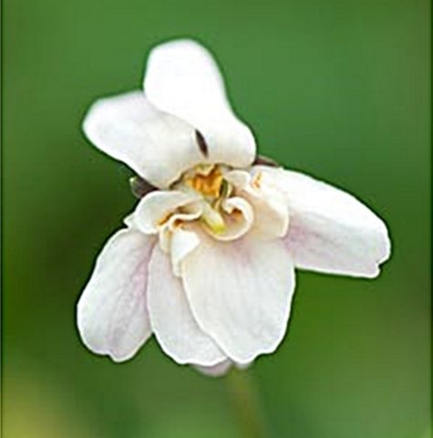 Beechy's double white Odorata violet