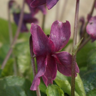 Beetroot Odorata Violet