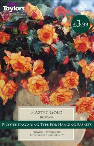 Begonia Aztec Gold Exotic