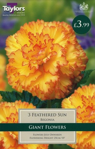 Begonia Feathered Sun Exotic