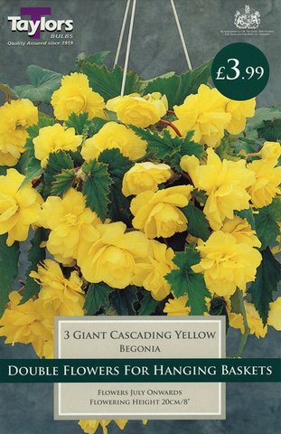 Begonia Giant Cascading Yellow