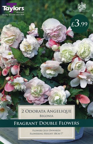 Begonia Odorata Angelique