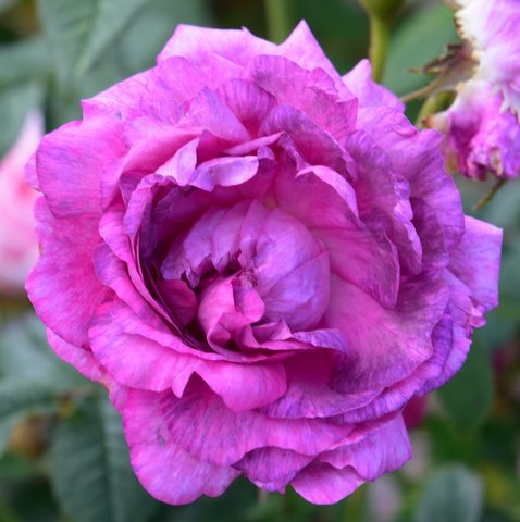 Belle De Crecy Shrub Rose