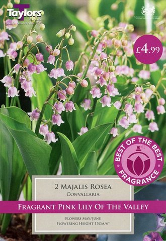Best of the Best Fragrance Convallaria Majalis Rosea
