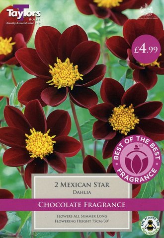 Best of the Best Fragrance Dahlia Mexican Star