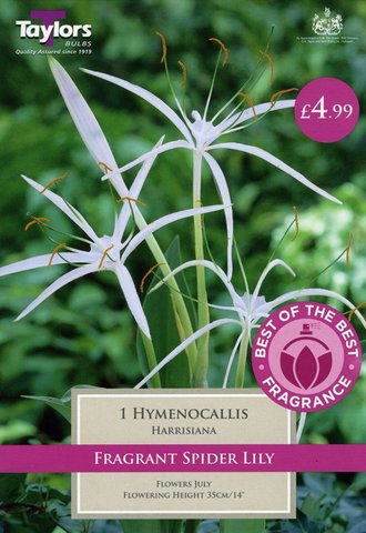 Best of the Best Fragrance Hymenocallis Harrisiana