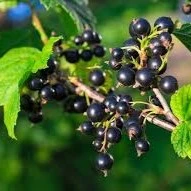 Blackcurrant Ben Hope