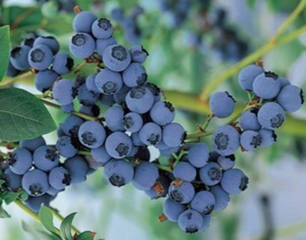 Blueberry 'Bluecrop'