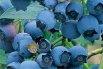 Blueberry Goldtraube Plant