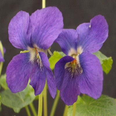 Bournemouth Gem Large Flowered Devon Type Violet